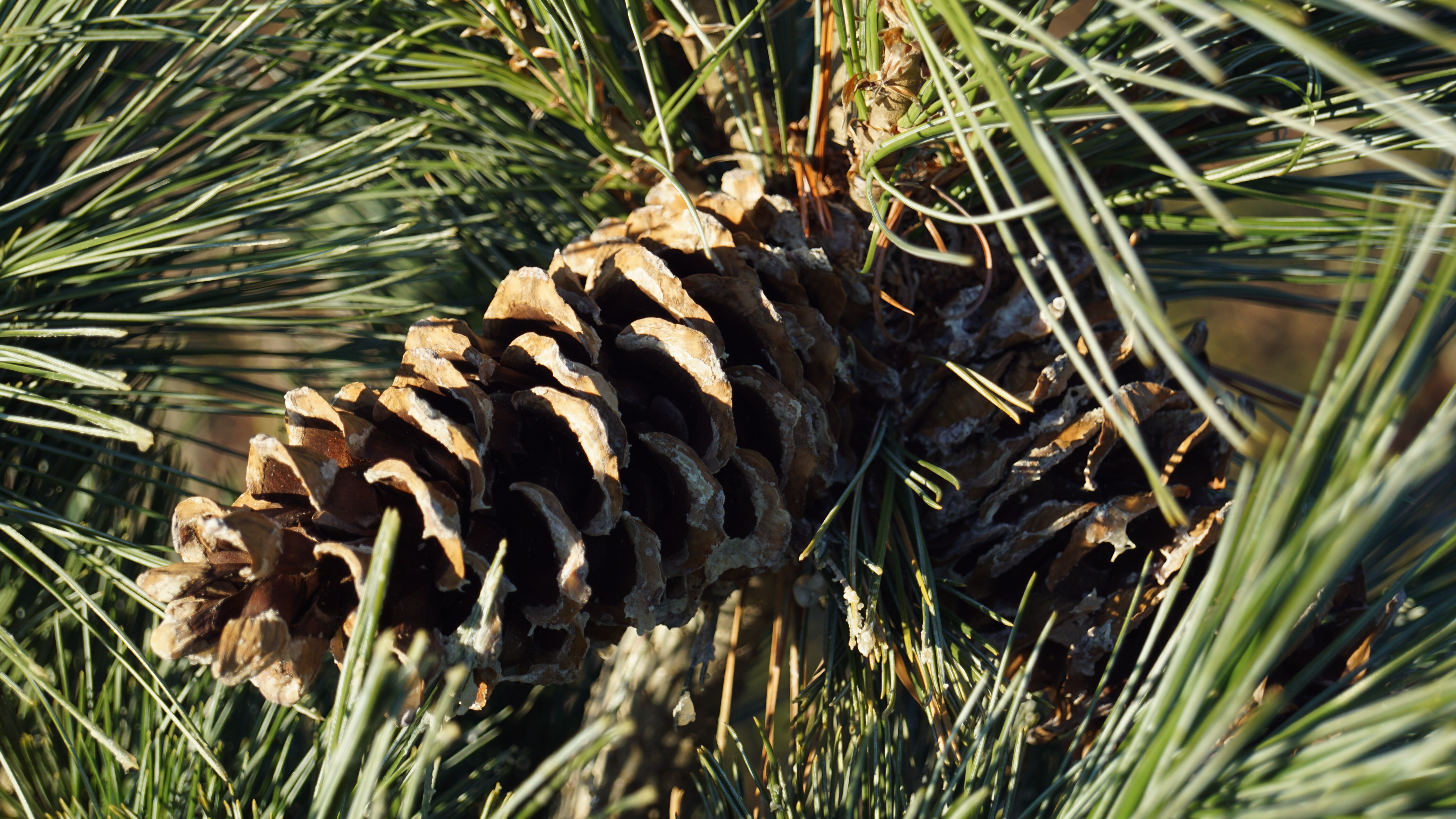 Pinus flexilis 'Vanderwolf's Pyramid' (5)